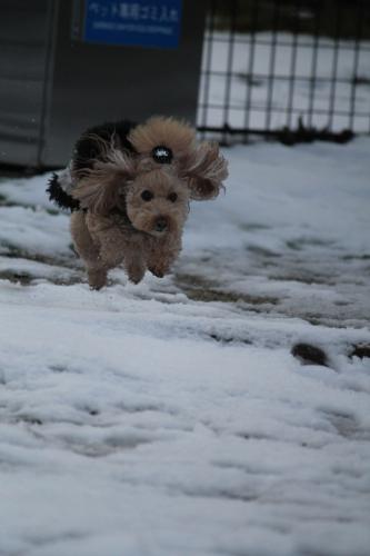 雪のドッグラン