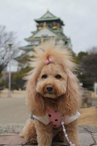 大阪城梅林