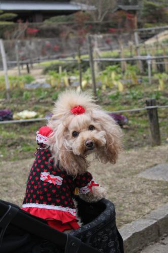 錦織公園