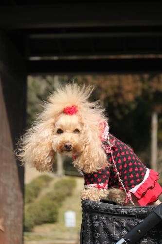 錦織公園