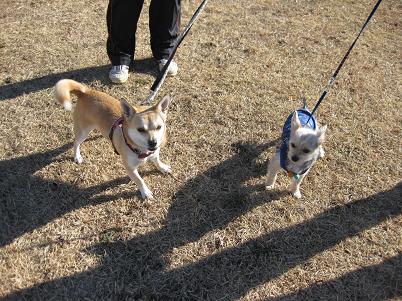 ぴかちゃんとそら