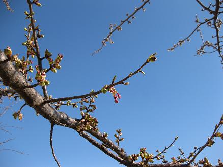 河津桜②　216