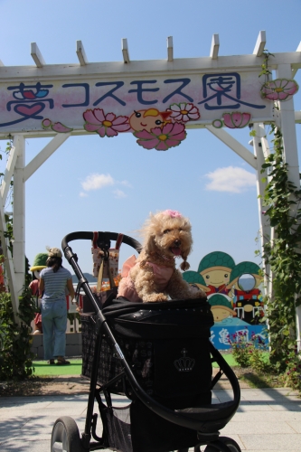 夢コスモス園