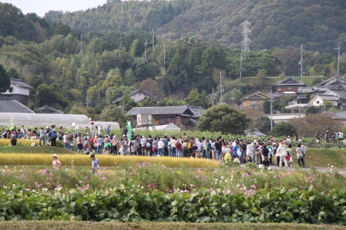 穂谷コスモス畑収穫祭