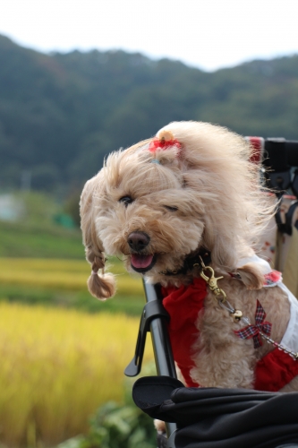 穂谷コスモス畑収穫祭