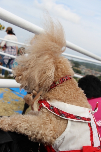 穂谷コスモス畑収穫祭