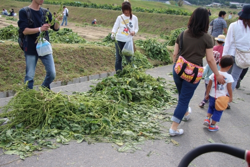 穂谷コスモス畑収穫祭