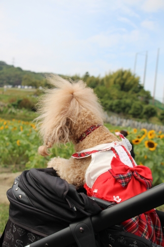 穂谷コスモス畑収穫祭