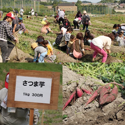 穂谷コスモス畑収穫祭