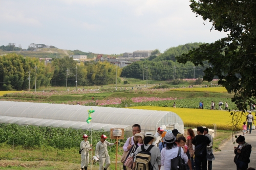 穂谷コスモス畑収穫祭