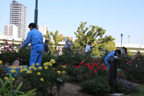 中之島バラ園