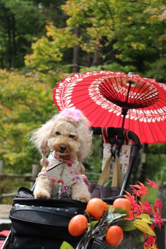 飛騨の里