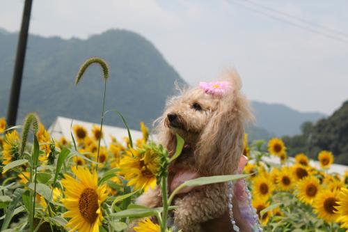 柚遊農園ひまわりまつり