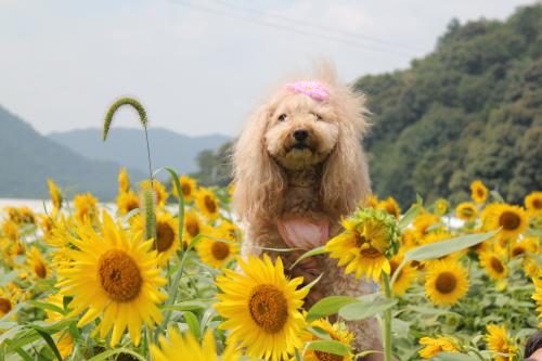 柚遊農園ひまわりまつり