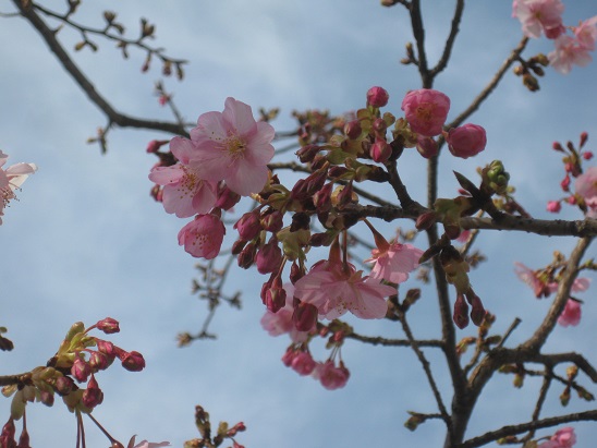 2河津桜5　0220