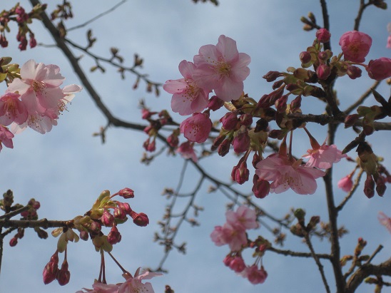 1河津桜　0220