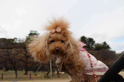 大阪城梅林