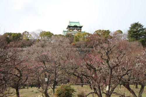 大阪城梅林