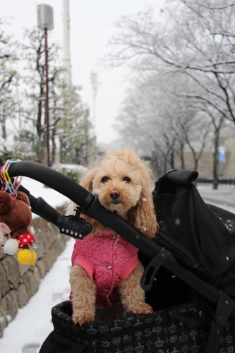 雪の大阪城