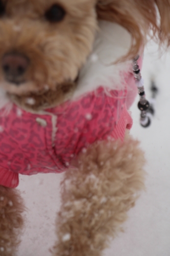 雪の大阪城