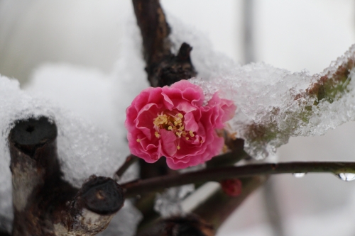 雪の大阪城