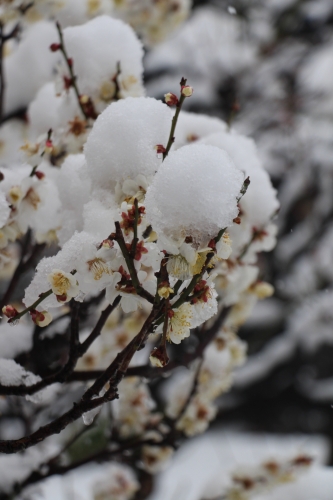 雪の大阪城