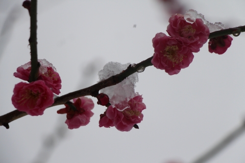 雪の大阪城