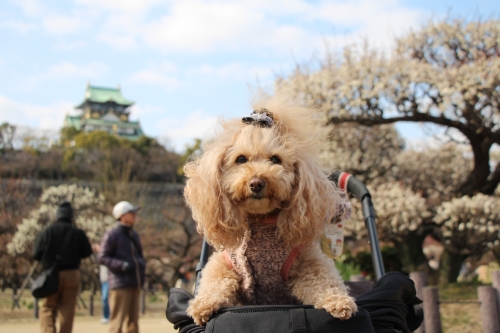 大阪城