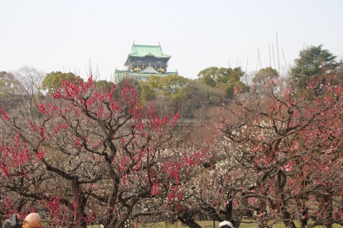 大阪城梅林