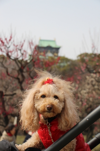 大阪城梅林