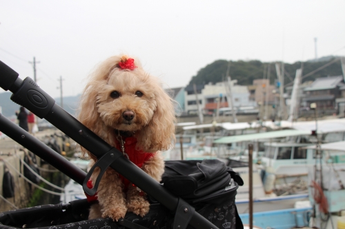 桜鯛まつり