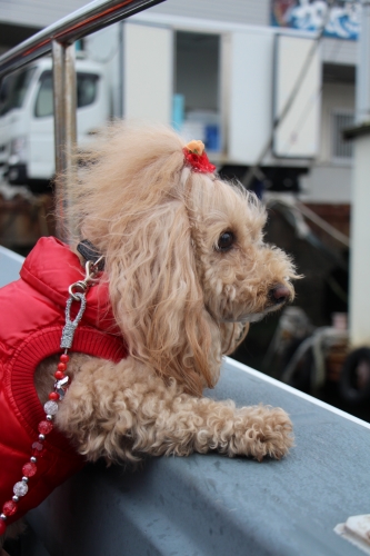 桜鯛まつり