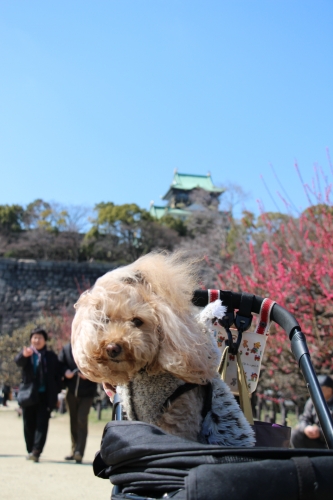 大阪城梅林