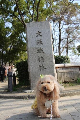 大阪城梅林