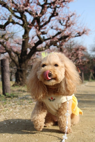 大阪城梅林