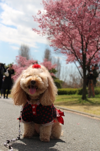 鶴見緑地　オカメザクラ