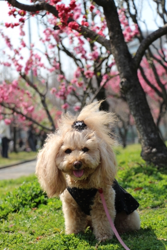 大阪城桃園