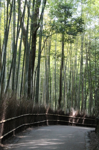 竹林の道