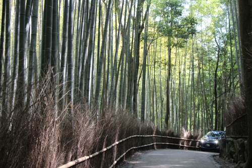 竹林の道