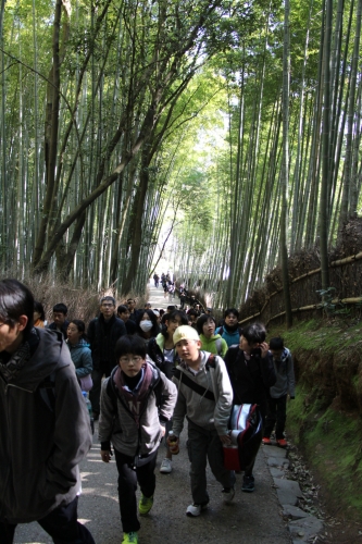 竹林の道