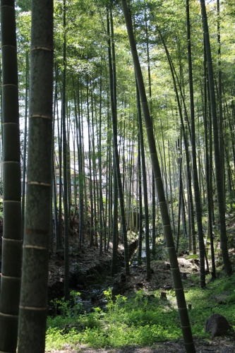 竹林の道