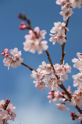 桜開花