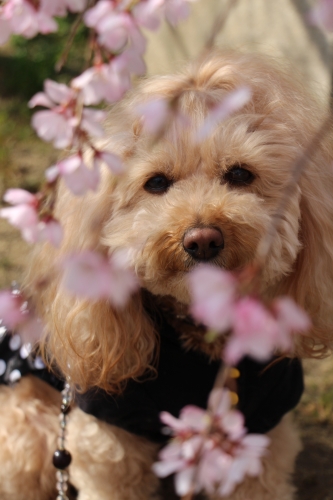 桜開花