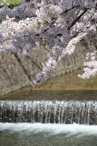 夙川公園