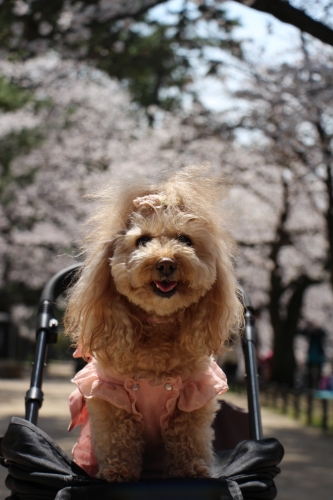 夙川公園