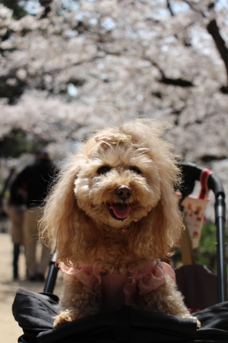 夙川公園