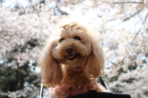 夙川公園