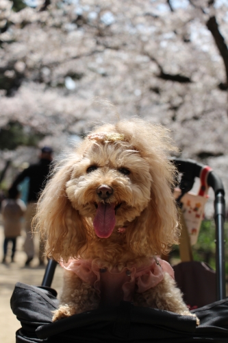 夙川公園