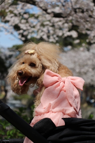 夙川公園