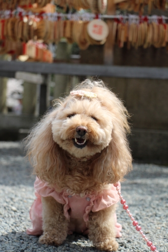 弓弦羽神社